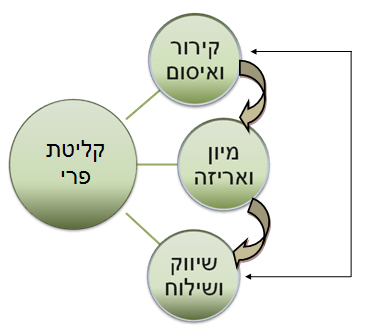 תרשים זרימת הפרי